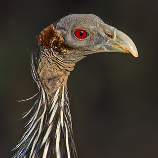 Samburu - Vulture guineafowl
